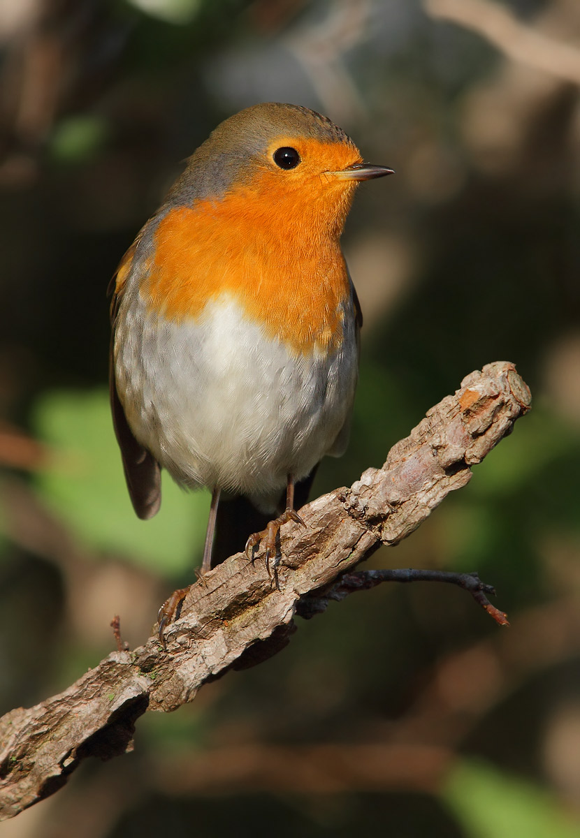 redbreast