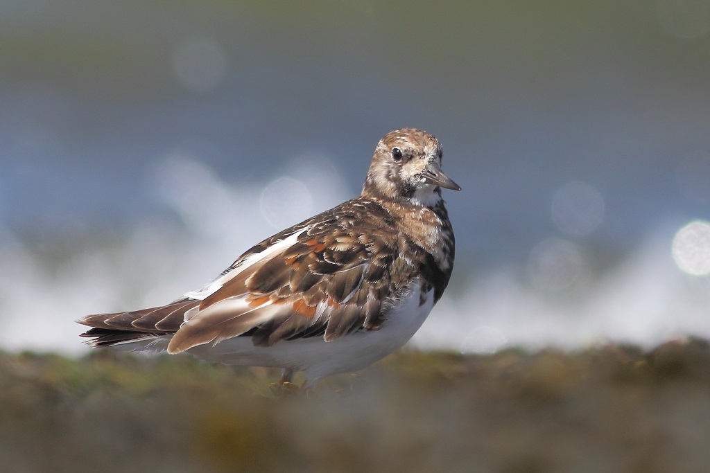 Ruddy Turnstone at the Brouwersdam