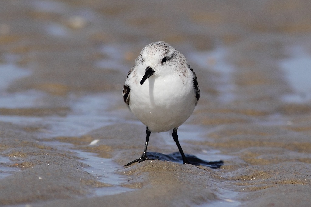 Sanderling at the Brouwersdam