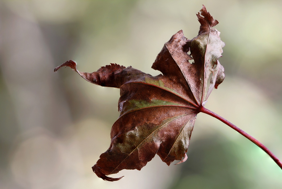 Primi colori d'autunno