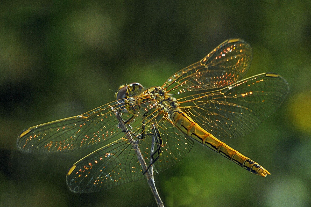 libellula20