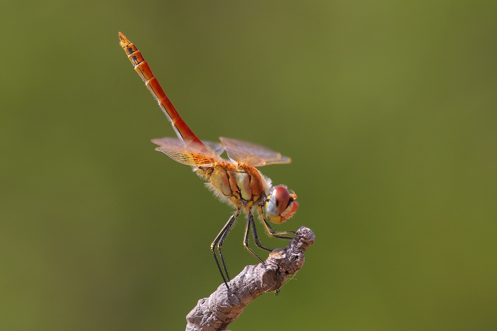 Darter venata di rosso