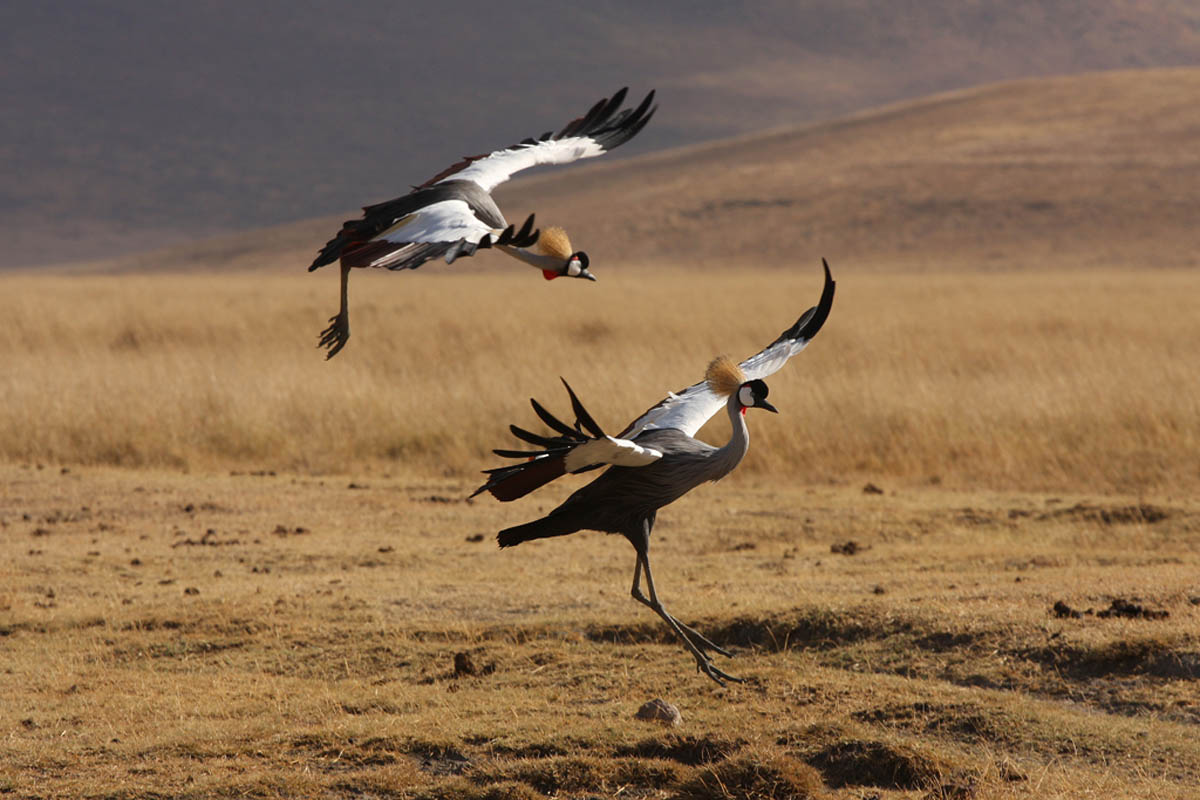 Crane crowned in the Ngorongoro crater