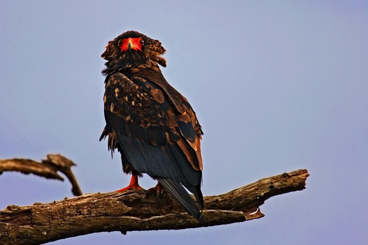 Bateleur