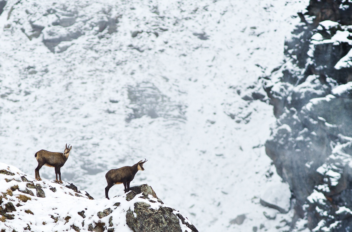 them .. on top of the world