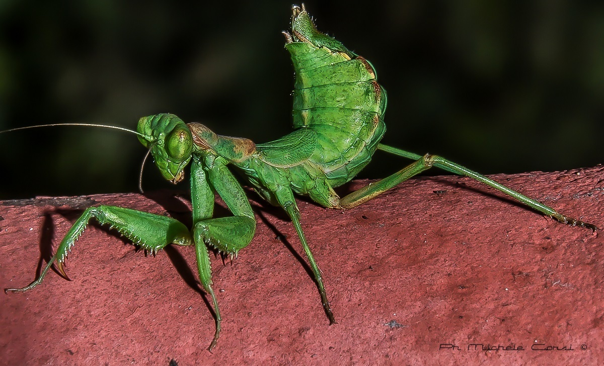 Praying Mantis