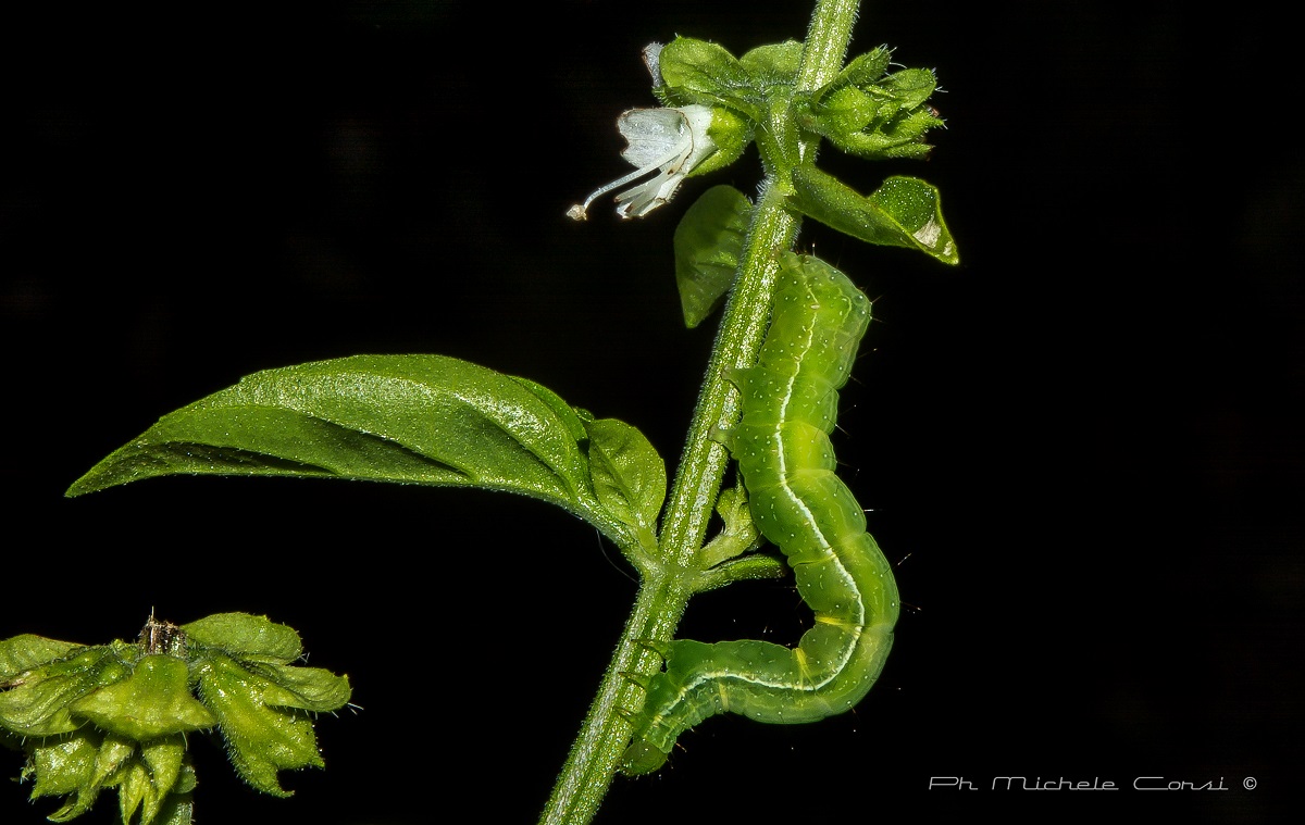 The Green Caterpillar