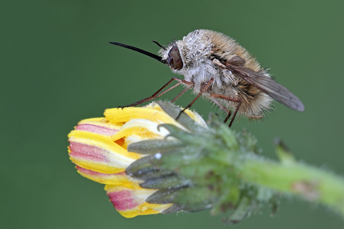 Wet Like A Chick .....!