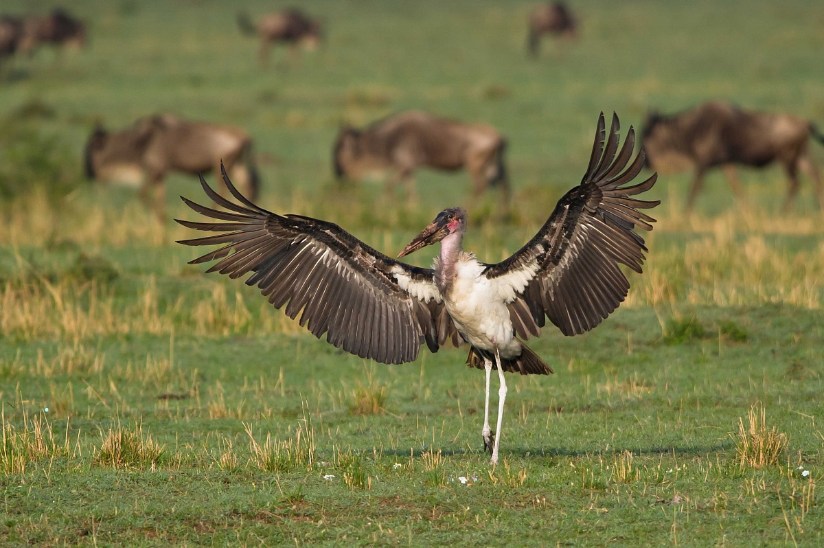 Marabou Stork
