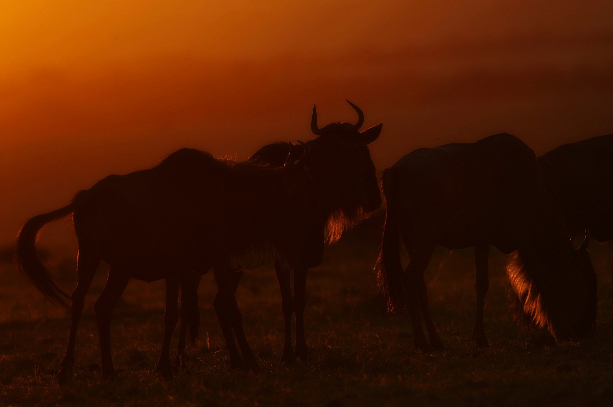 Masai Mara wildebeest at sunset