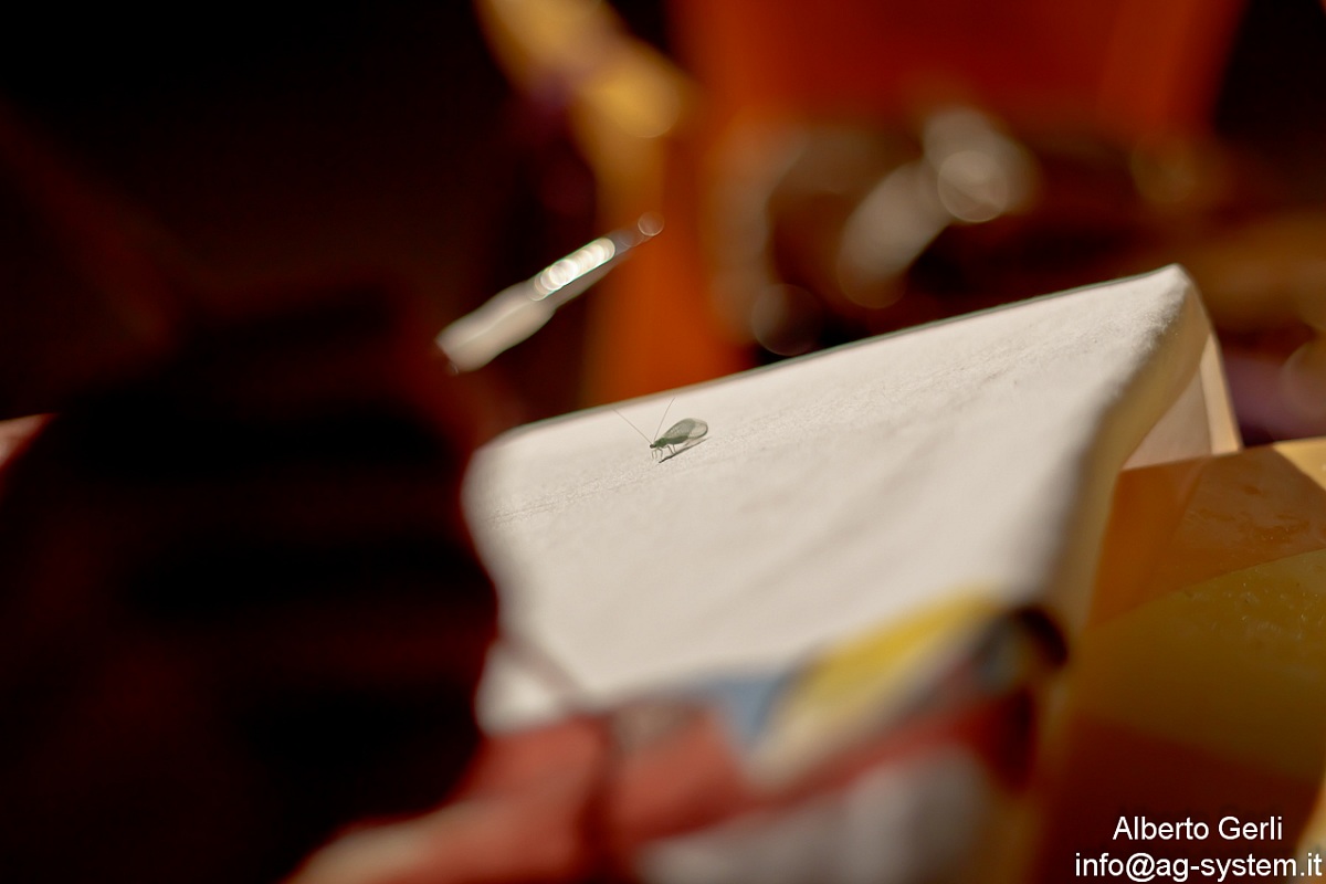 In the canvas of the painter