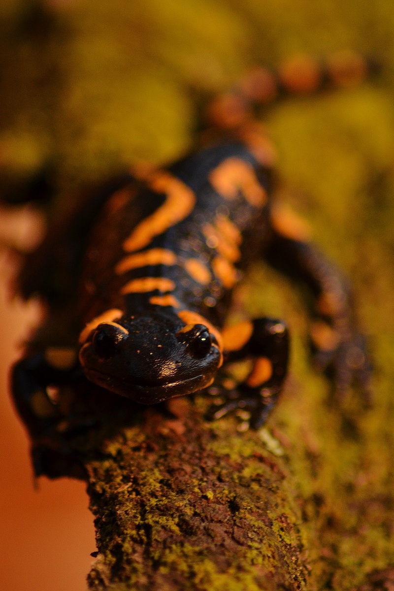 Salamandra Salamandra