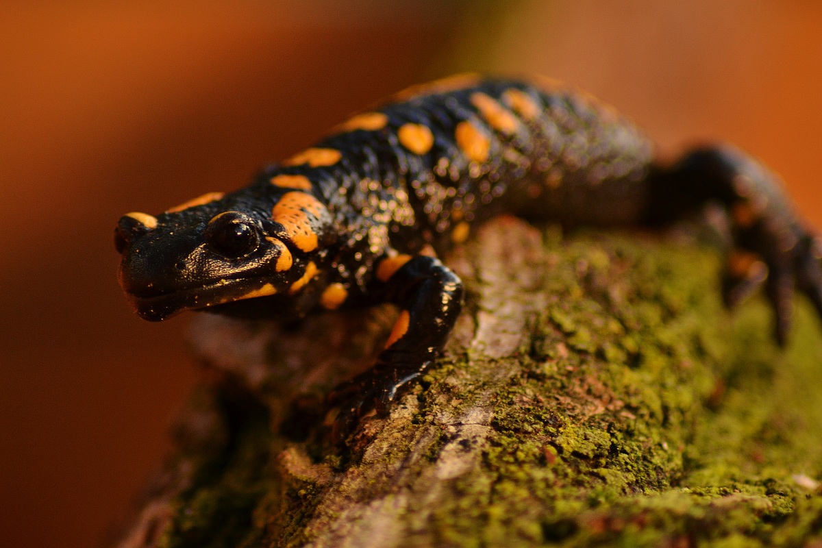 Salamandra Salamandra