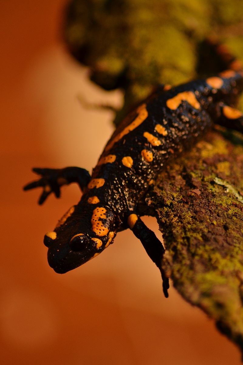 Salamandra Salamandra