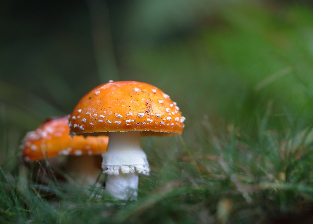Amanita muscaria