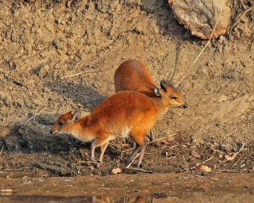 Cephalophus rufilatus