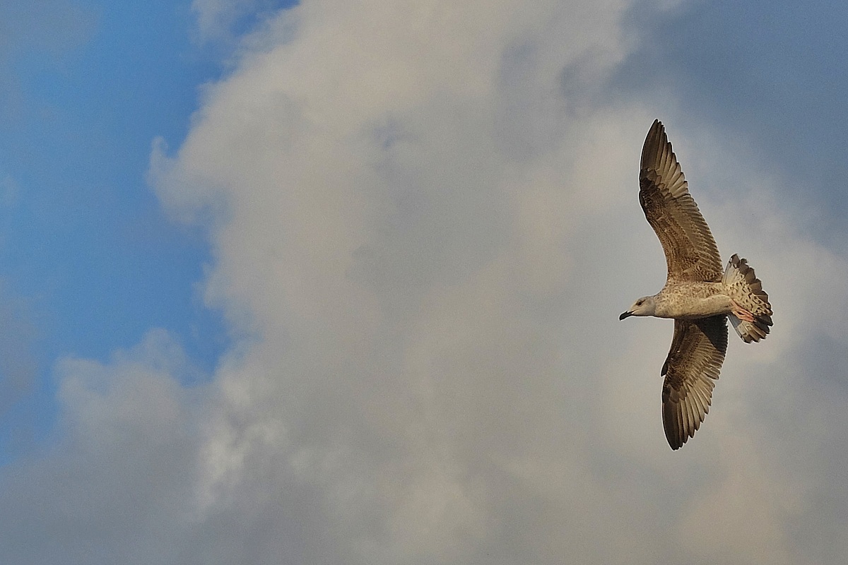 Seagull on the waterfront