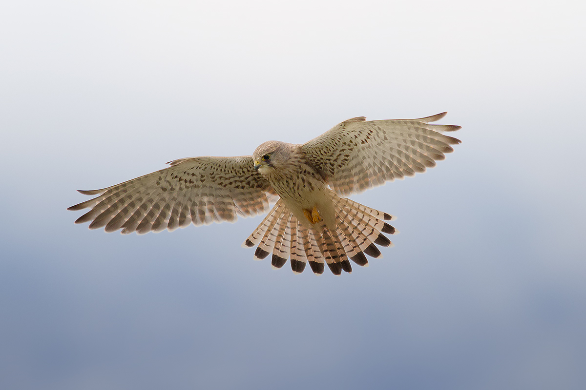 Spirit in the sky # 3