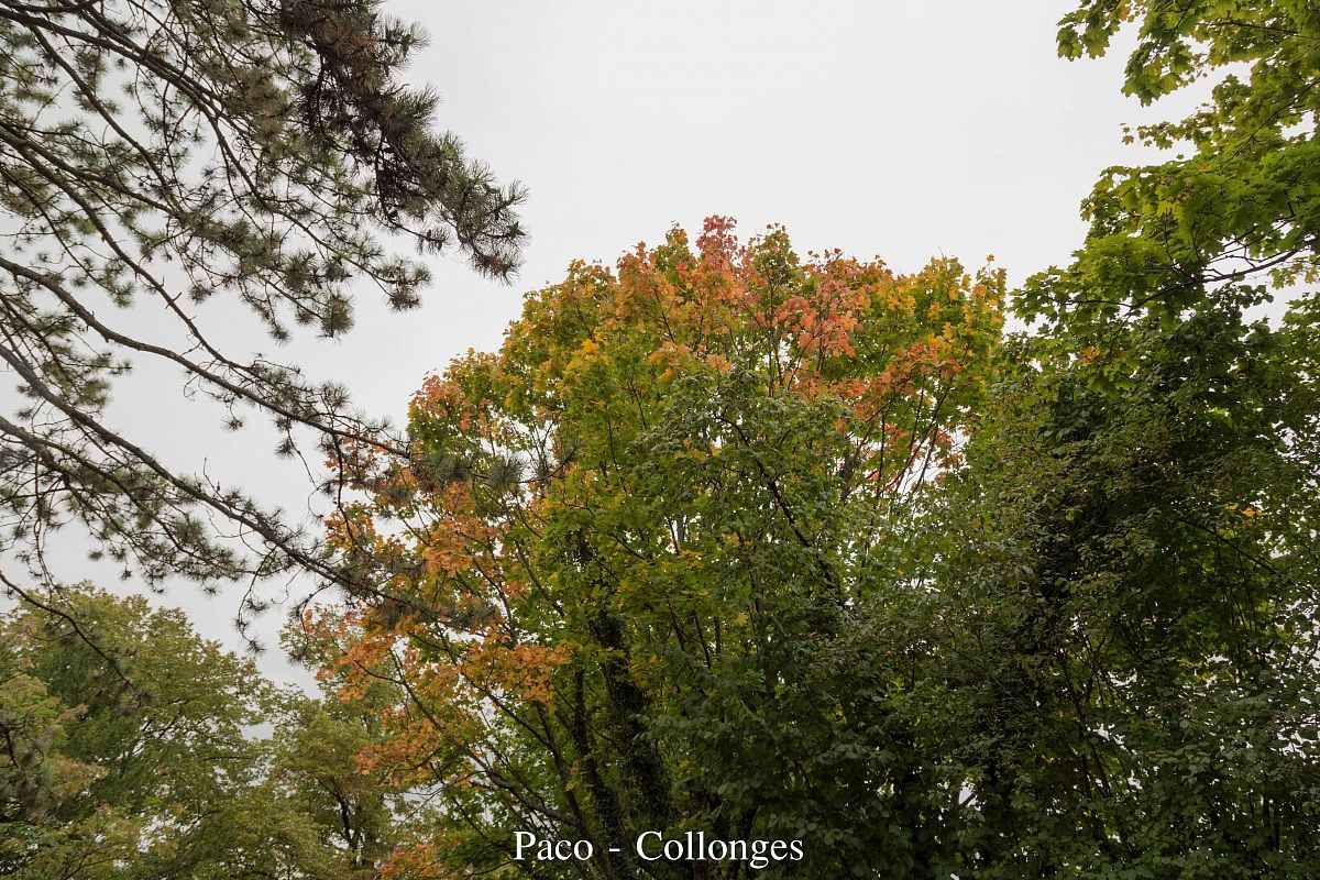 Foglie o fiori che cosa sono la più bella?