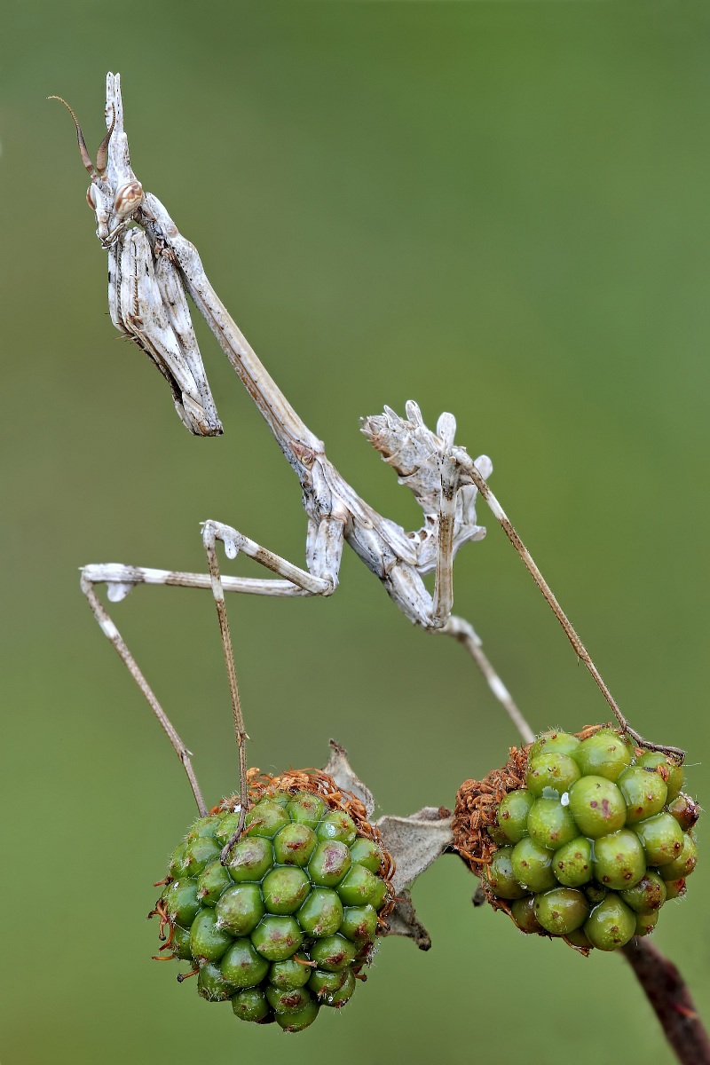 Non Ancora Mature...!