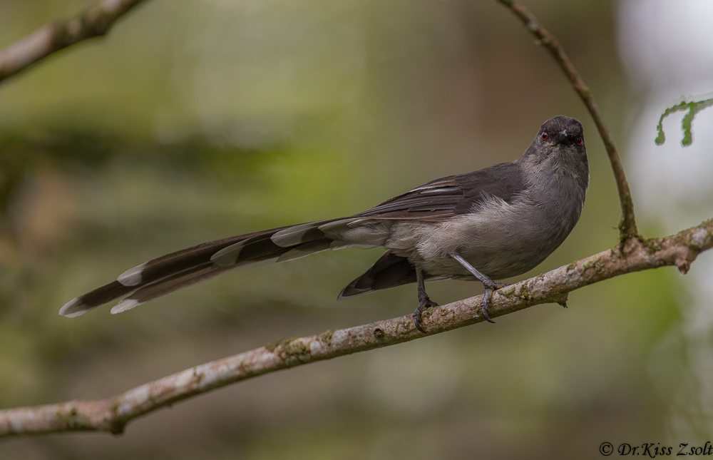 Dalla coda lunga Sibia