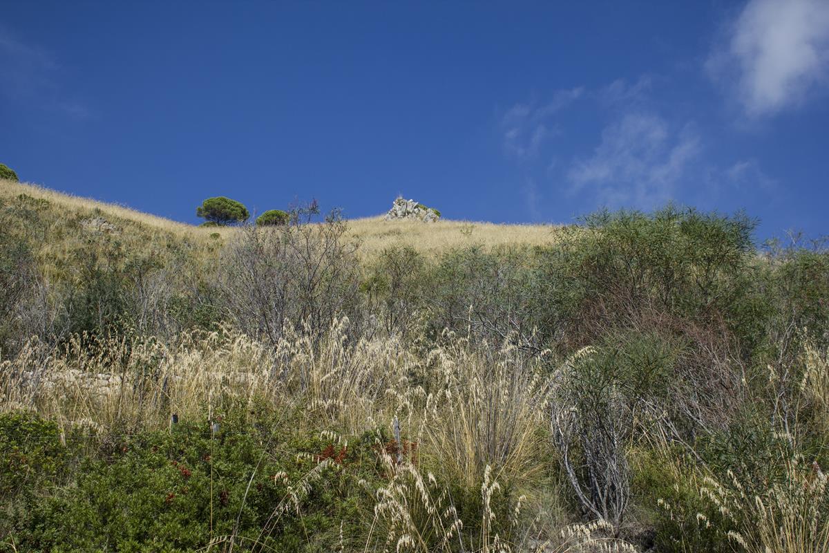 Macchia mediterranea
