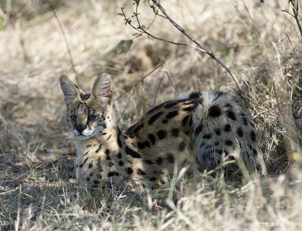 Serval
