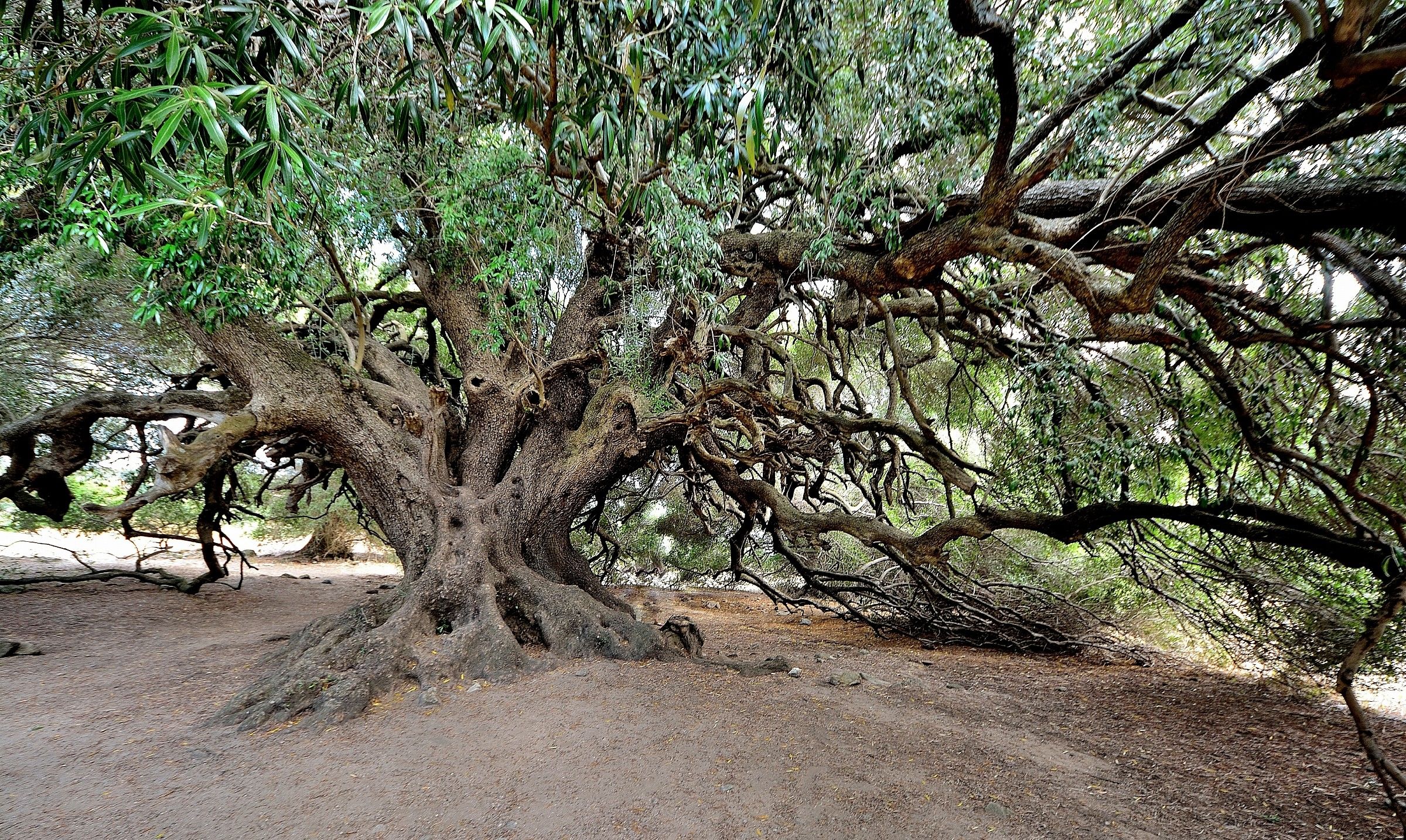 l'olivastro..................2000 anni ben portati