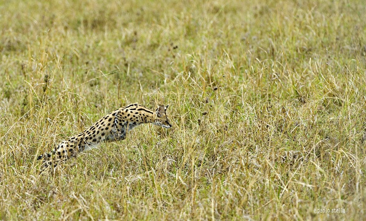 Flight of the serval - 1 -