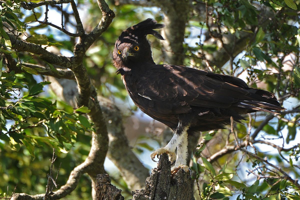 African crested eagle