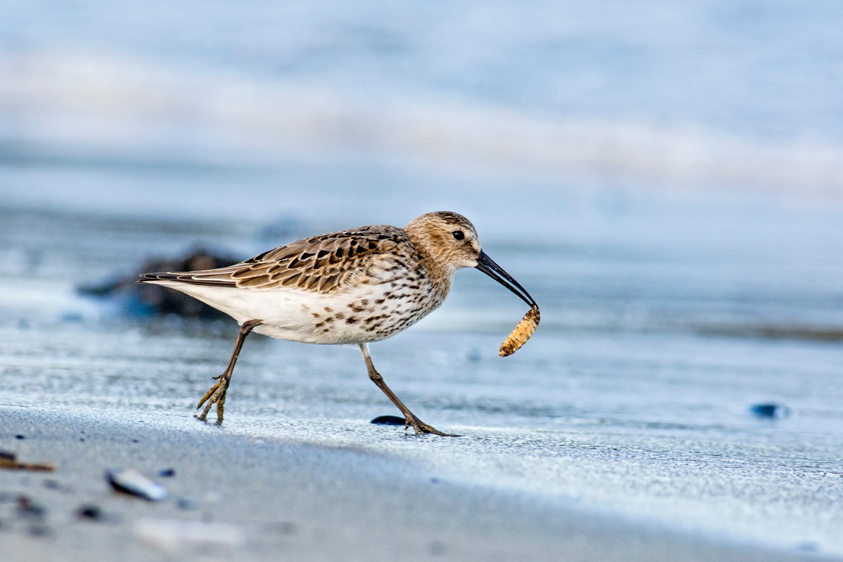 Piovanello pancianera