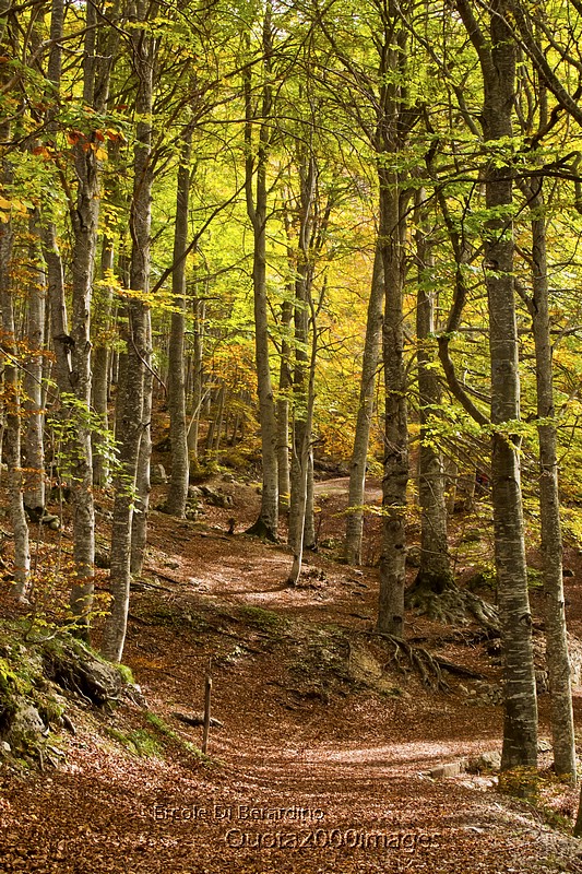 2013: Anteprima d'autunno