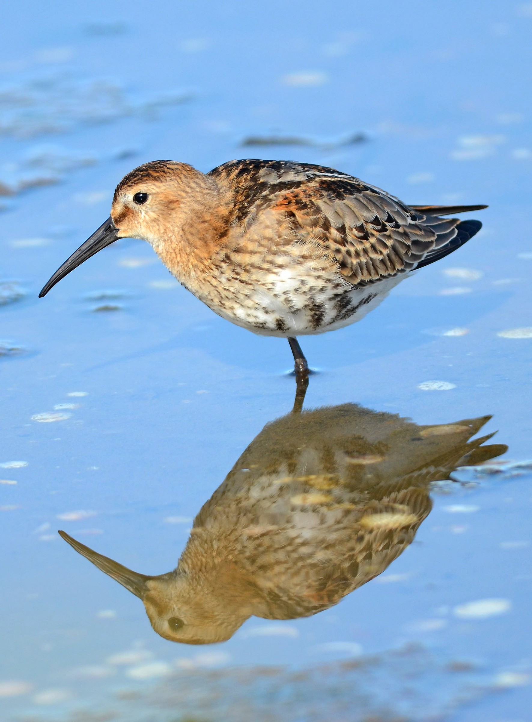 Sandpiper reflection