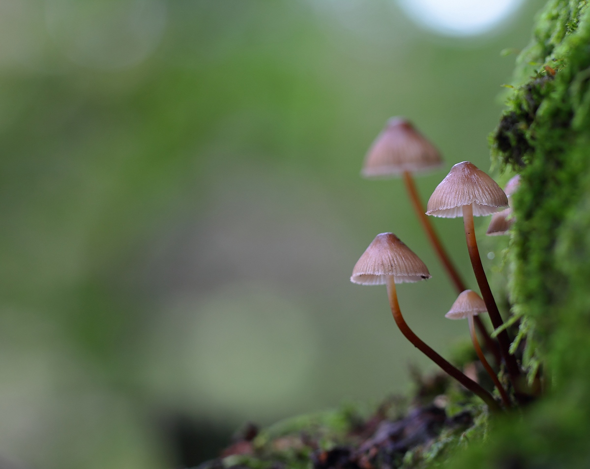 Mycena sp.