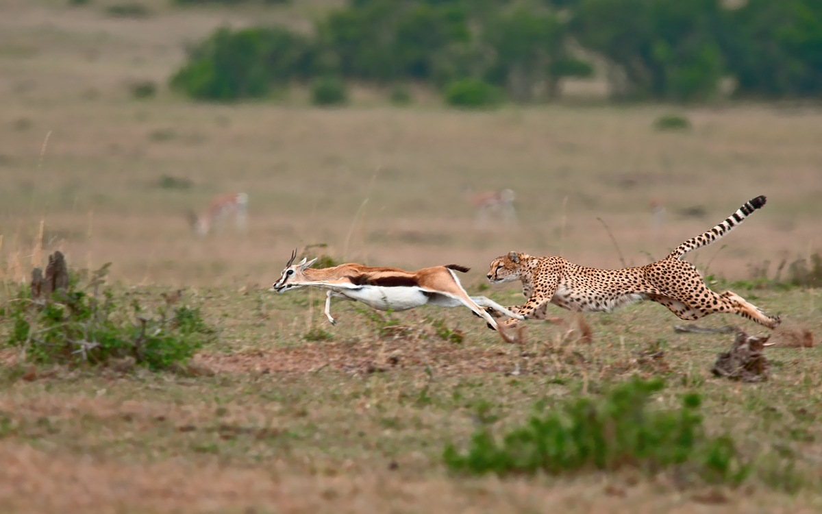 Every morning in Africa .....