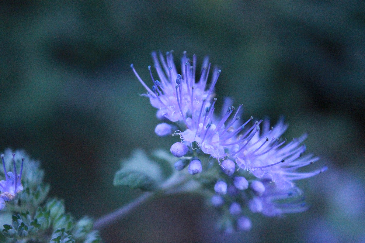 The sweetest creature