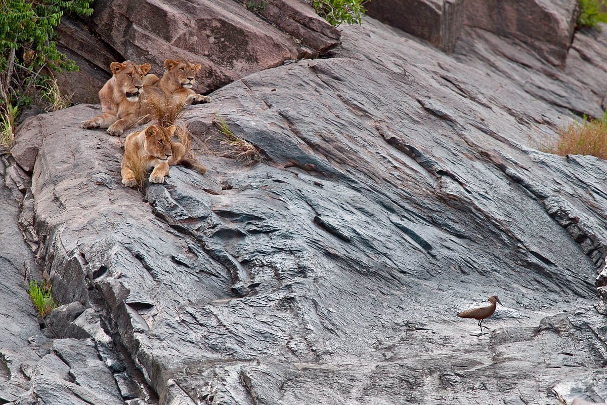 Dangerous Liaisons ..