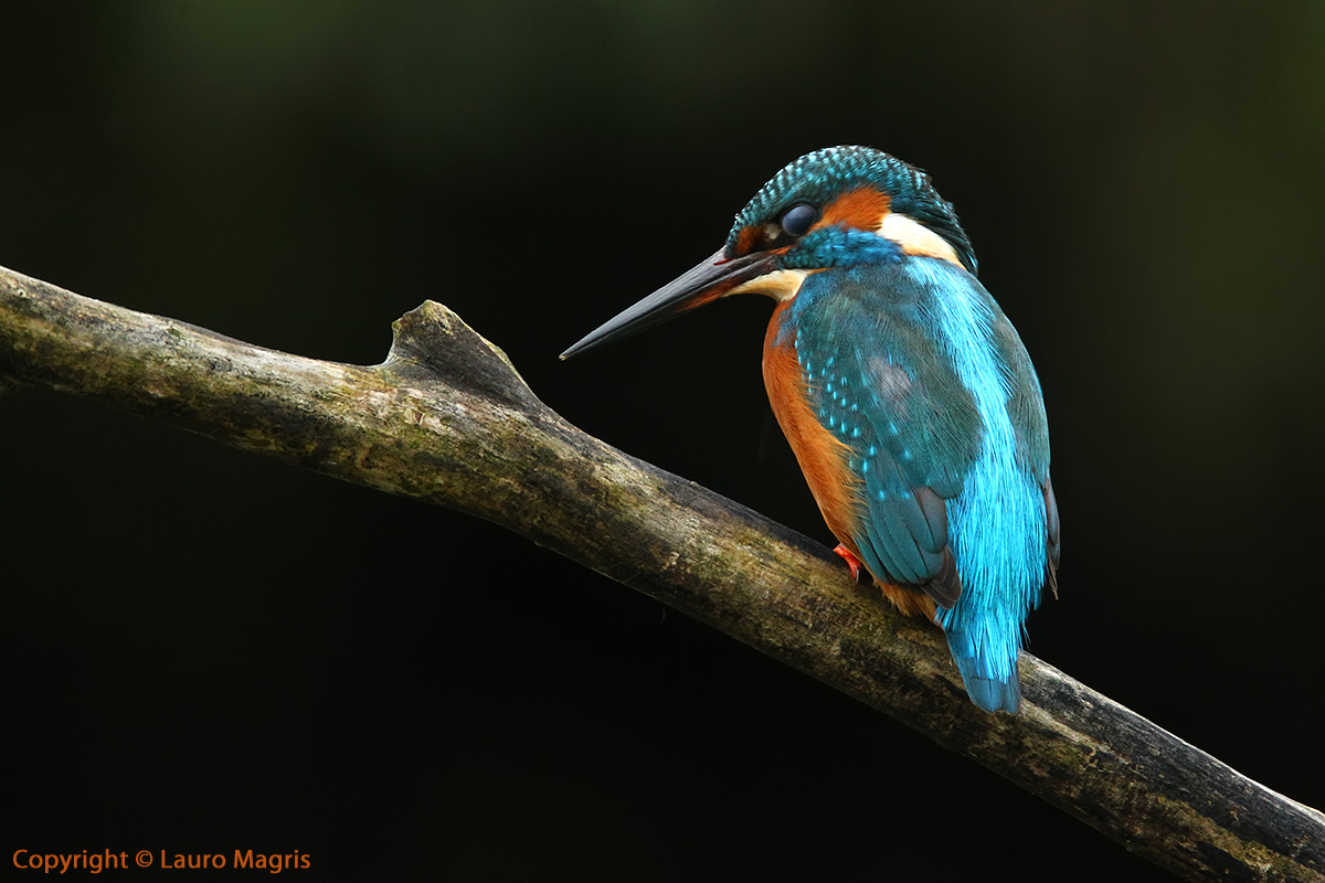 King fisher di profilo