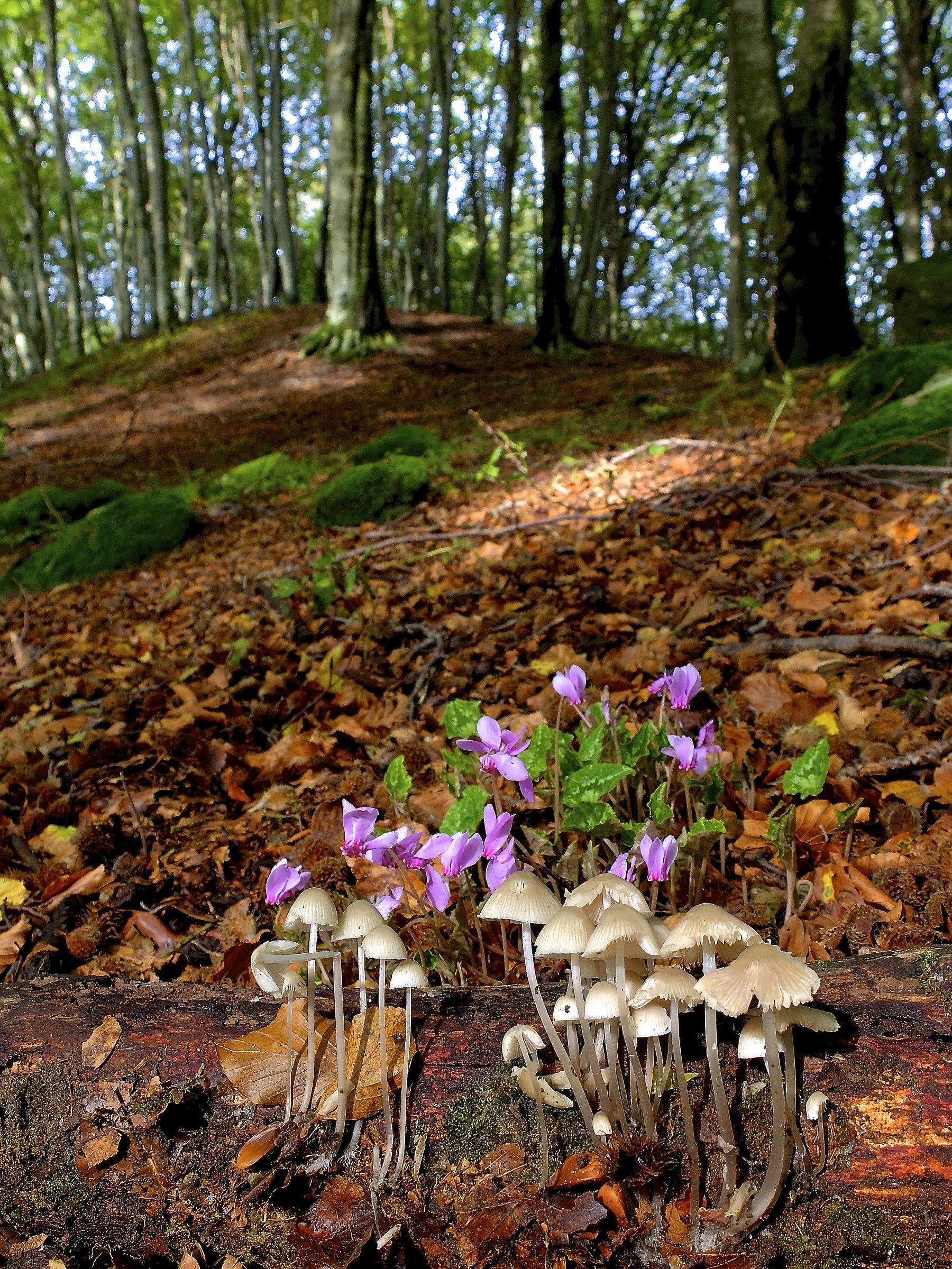 l'unione fa la.........forza!