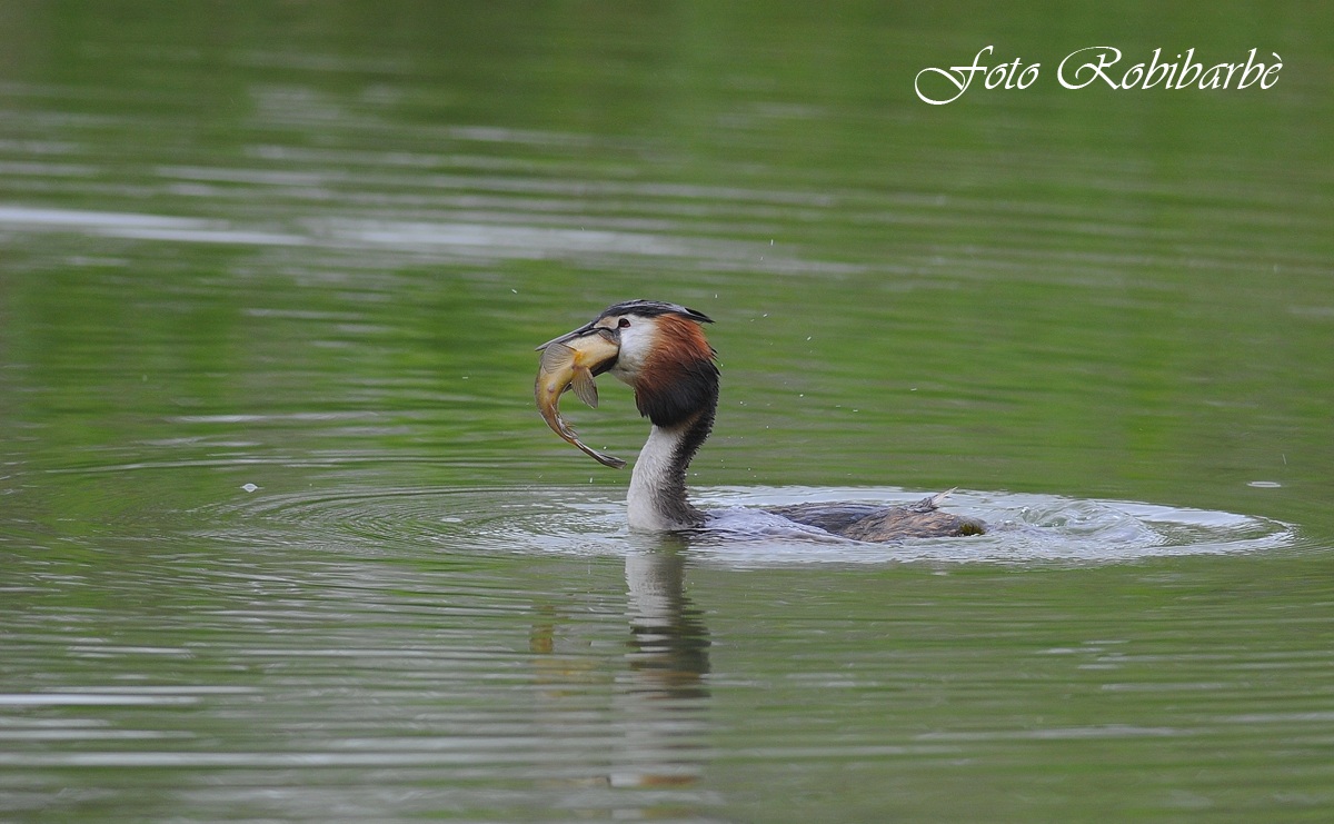 Svasso...... pescatore...