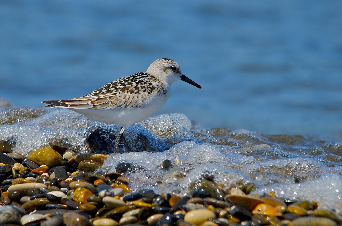 Piovanello tridattilo con pietre e schiuma marina