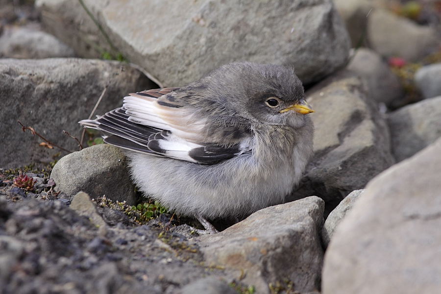 Zigolo delle nevi appena uscito dal nido
