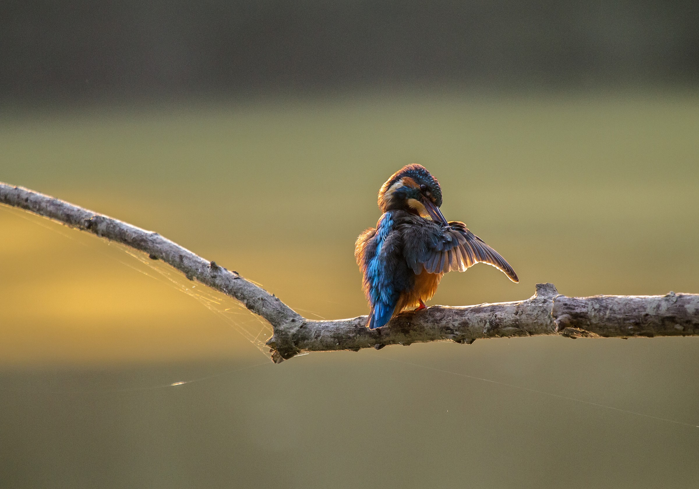 martino con tramonto