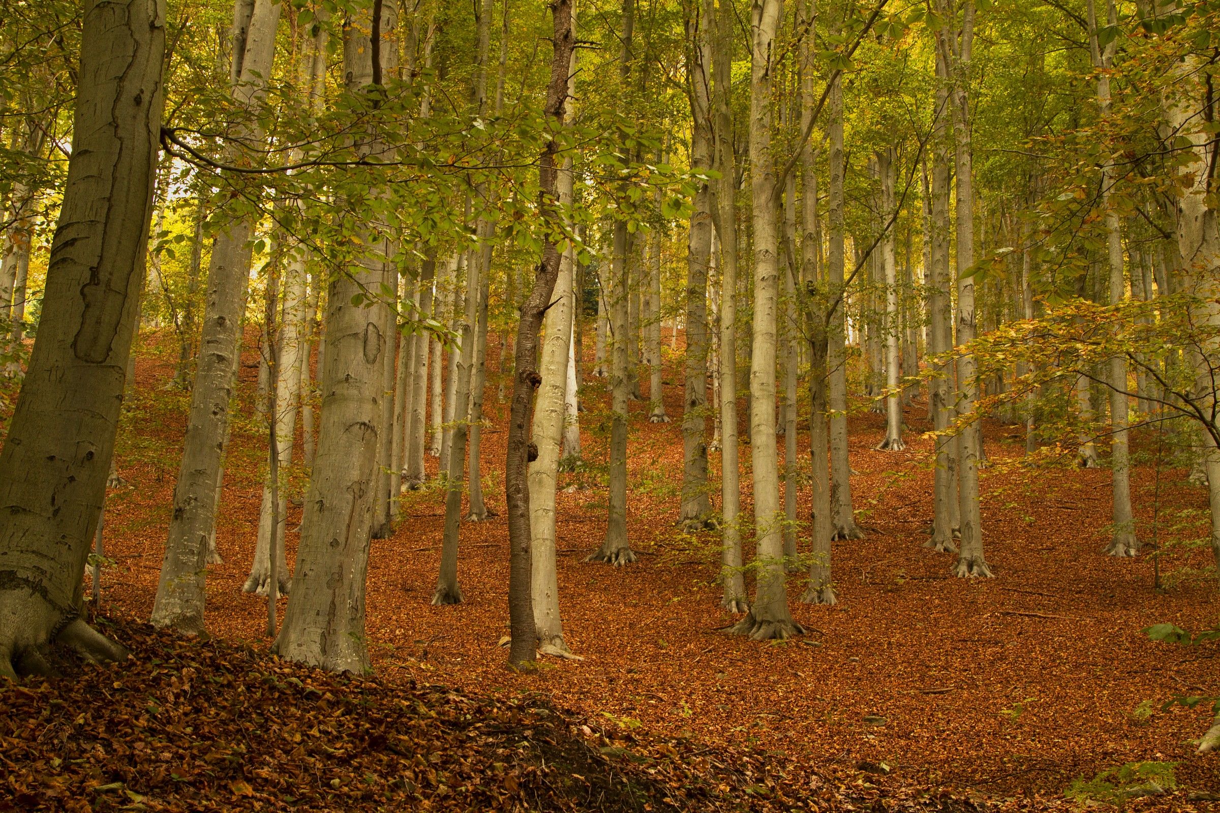 beech forest