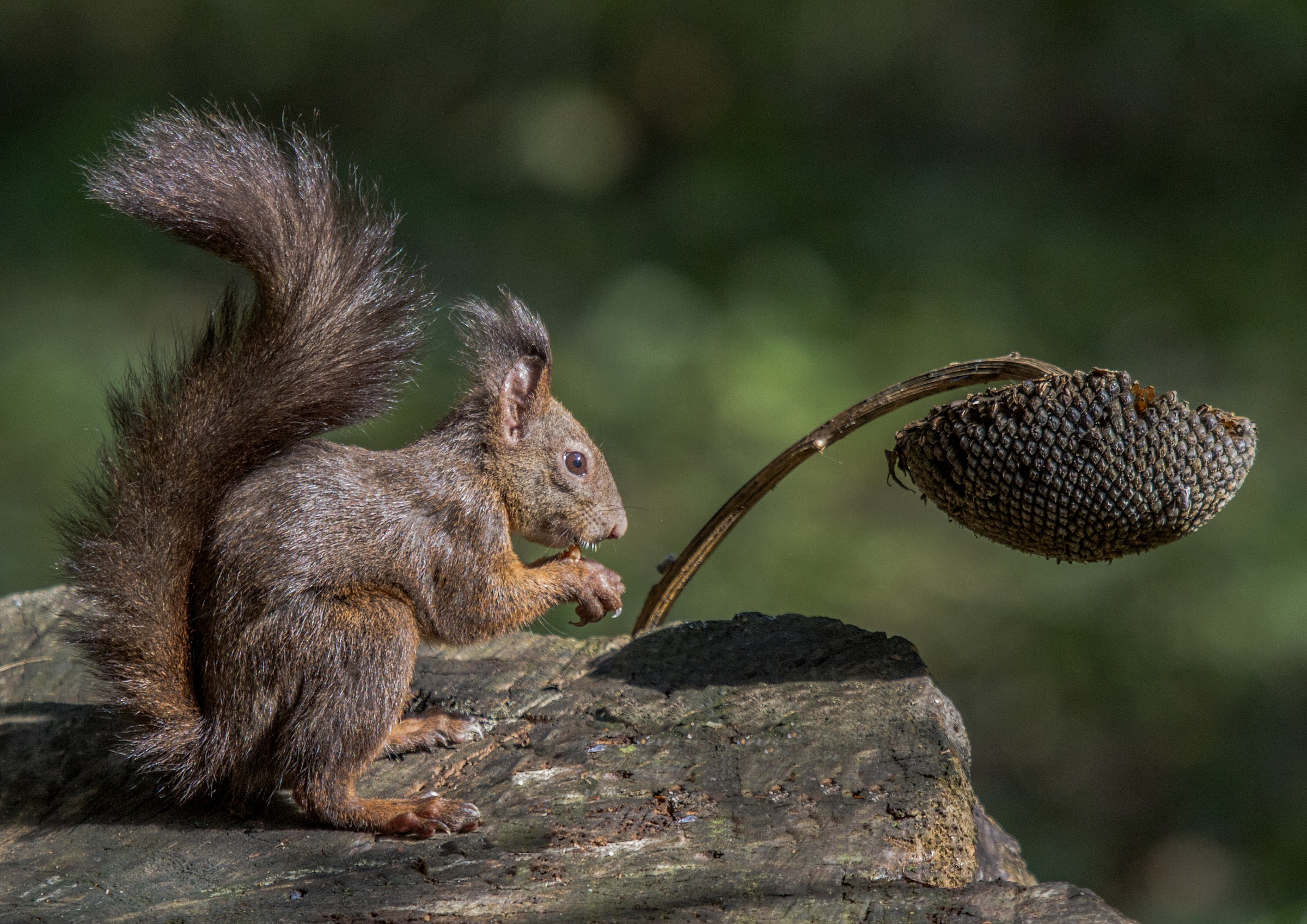 scoiattolo con girasole