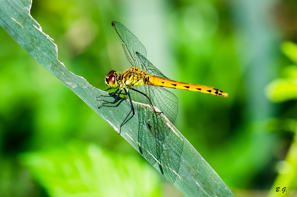 Libellula dorata