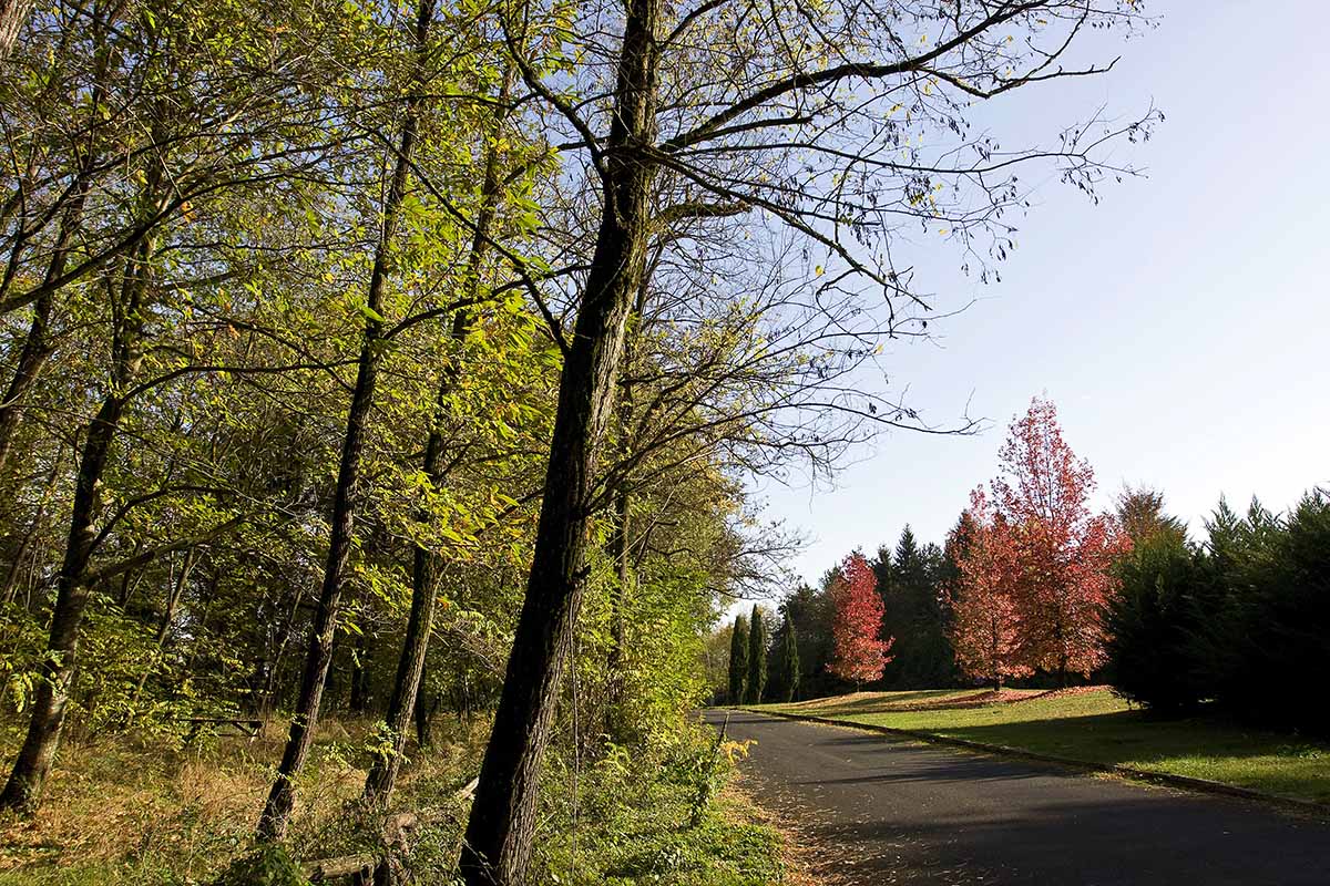 I colori dell'autunno n.1