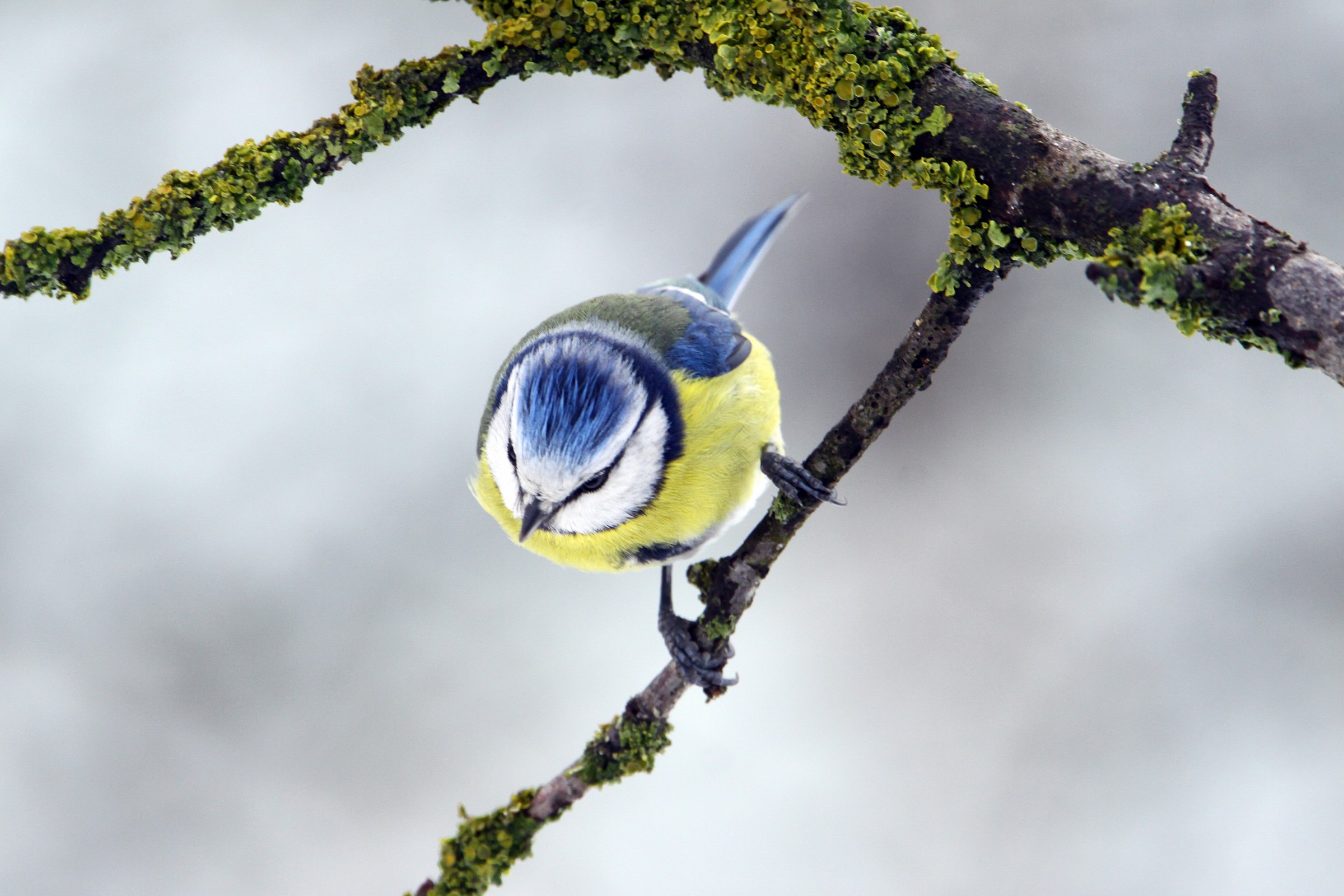 Blue Tit