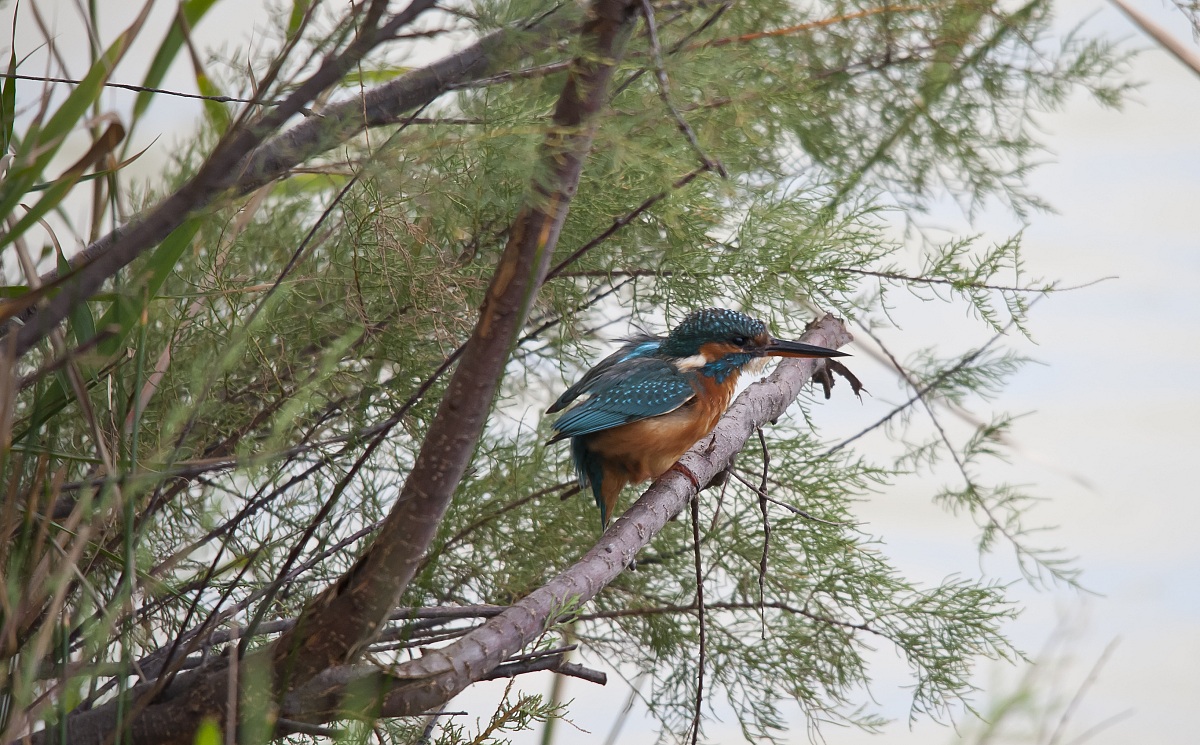 martino + clonazione