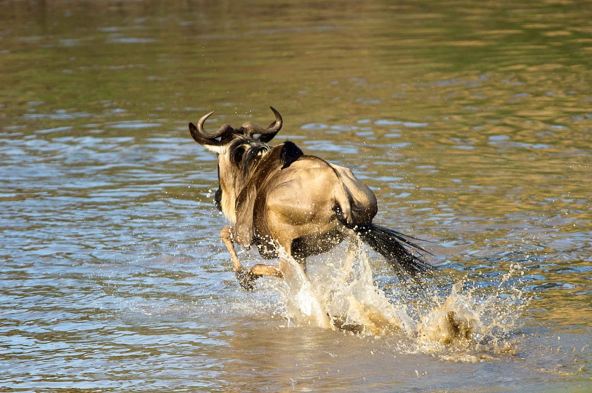 Crossing solitario 1